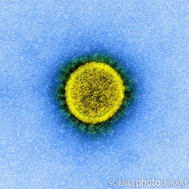 Фотографии коронавируса