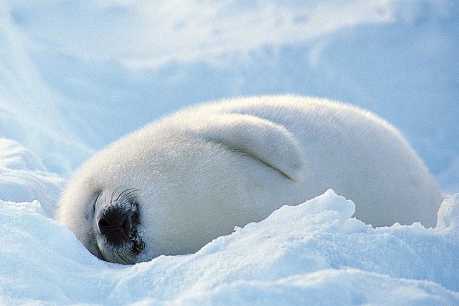 Гренландские тюлени