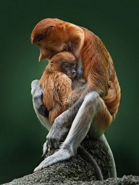 Лучшие фотографии с конкурса #Animals202