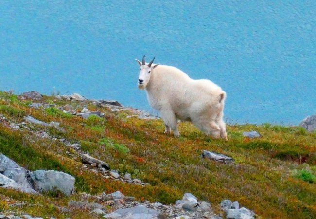 Горный козел забодал медведя-гризли в Канаде. И это — очень вдохновляющая история