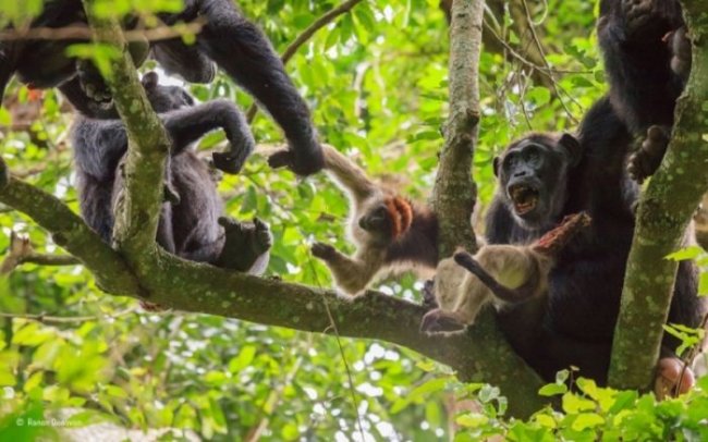 Как в Уганде шимпанзе объявили войну людям