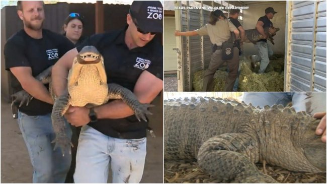 Американка украла яйцо из зоопарка 20 лет назад и вырастила аллигатора на заднем дворе