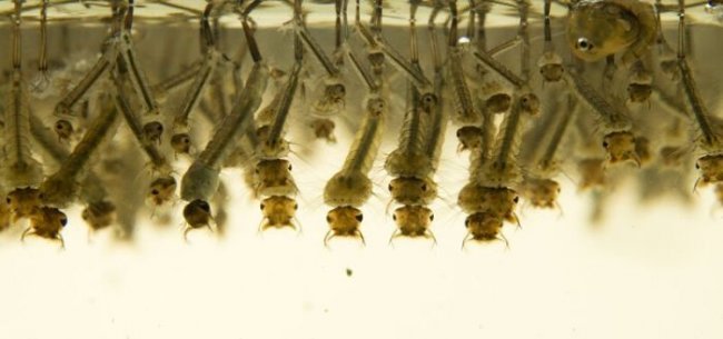 Пять этапов жизни комара