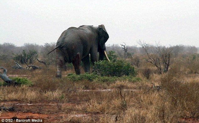Спасение слона, раненного ядовитой стрелой