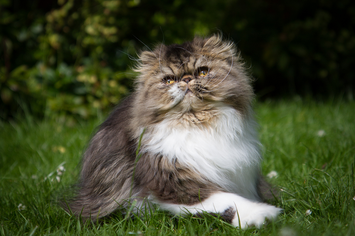 Котята в добрые пушистые. Персидская длинношерстная шиншилла. Пушистый кот. Красивый пушистый кот. Персидские котята.