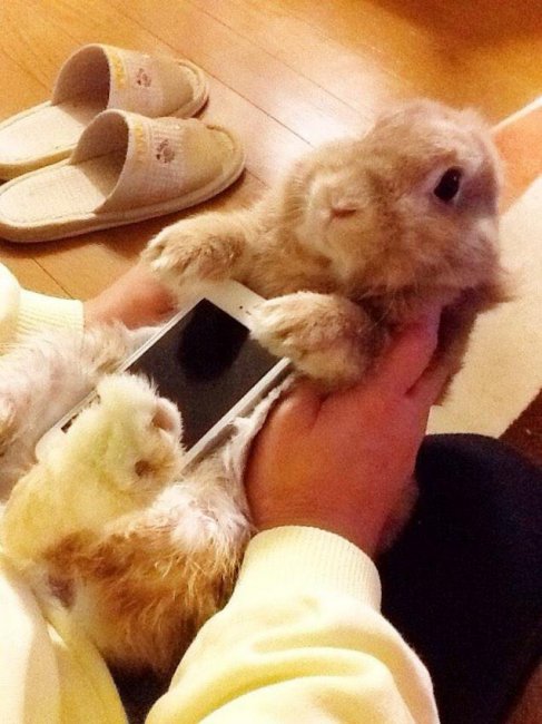 Кролики со смартфонами