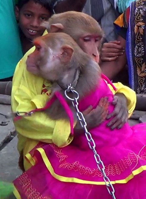 Шикарная свадьба обезьян с лимузином и кольцами