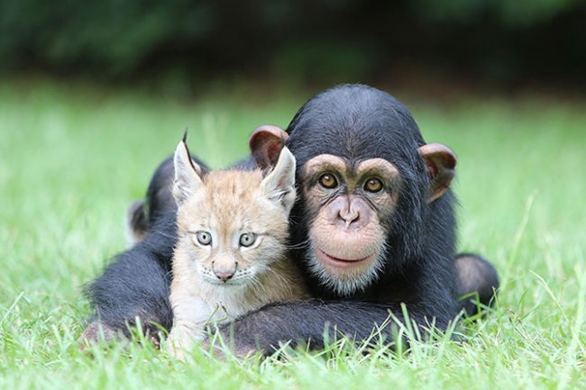 Трогательная дружба между животными