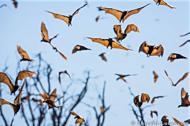 Завораживающие фотографии миграции животных и насекомых