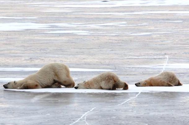 Интересные факты из жизни полярных медведей
