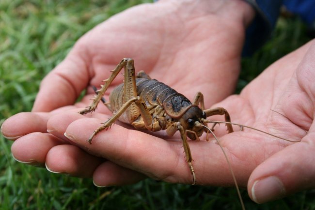 10 самых жутких жуков планеты