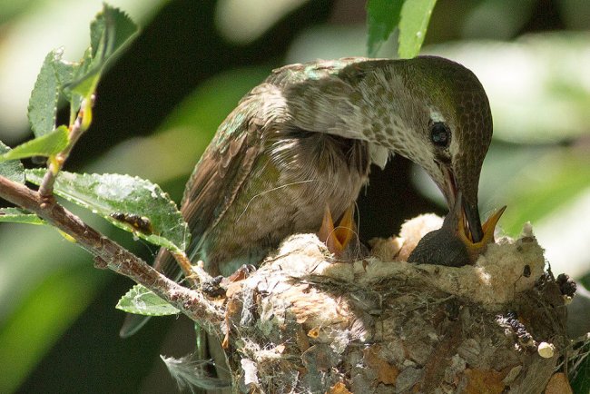 Хроника гнезда колибри