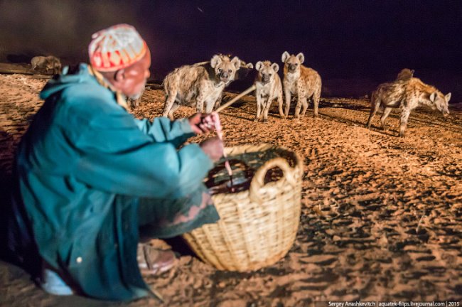 Развлечение не для слабонервных: кормление гиен в Хараре