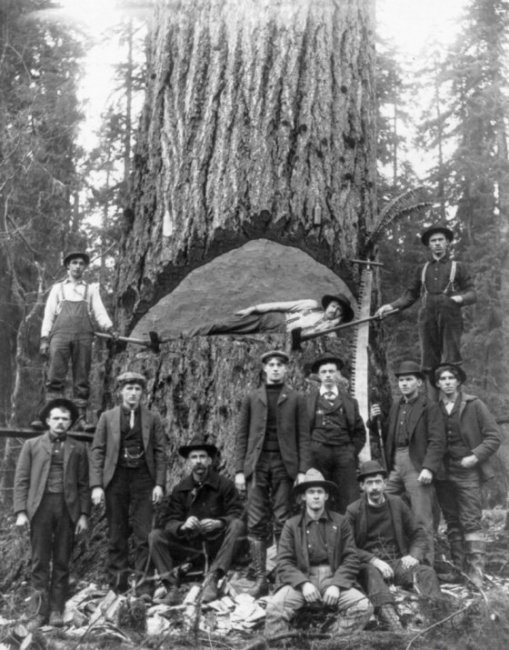 Американские лесорубы конца XIX - начала XX века