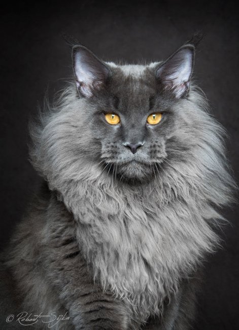 Портреты кошек