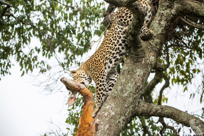 10+ интересных фактов о леопардах