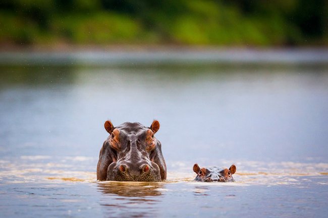 Фотоподборка очаровательных малышей-бегемотов